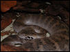 A. Laevis