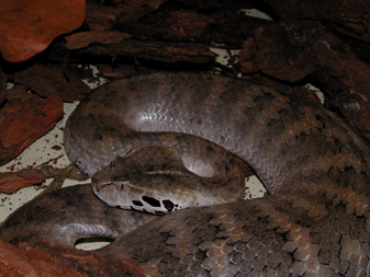 A. Laevis