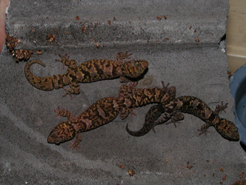 Afroedura transvaalica