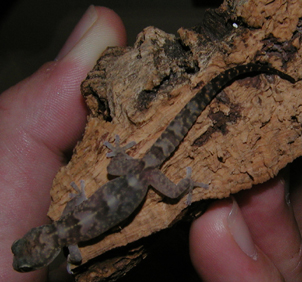 Afroedura transvaalica