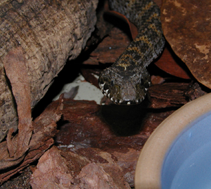 A. rugosus head