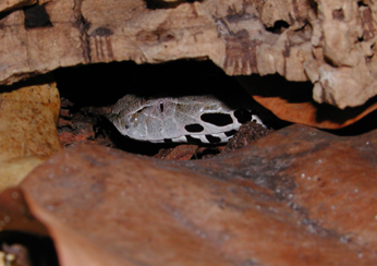 N. G. Death Adder