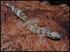 Oedura castenaui
