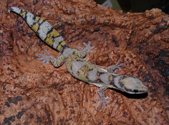 Oedura castenaui