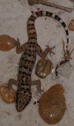 Pachydactylus weberi