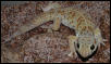 Teratoscincus Roborowski