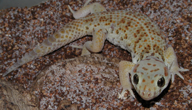 Teratoscincus Roborowski