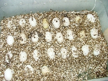 sav eggs
