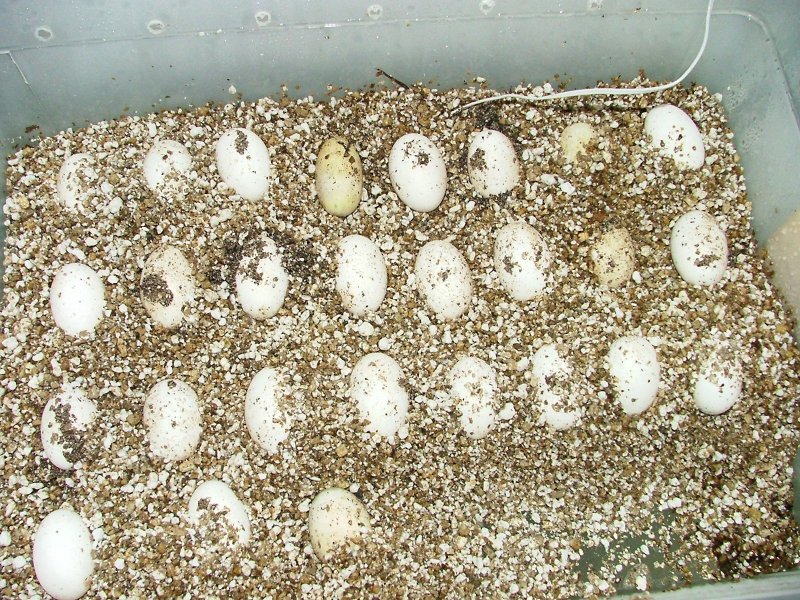 sav eggs