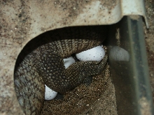 Bosc/Savannah Female Egg laying