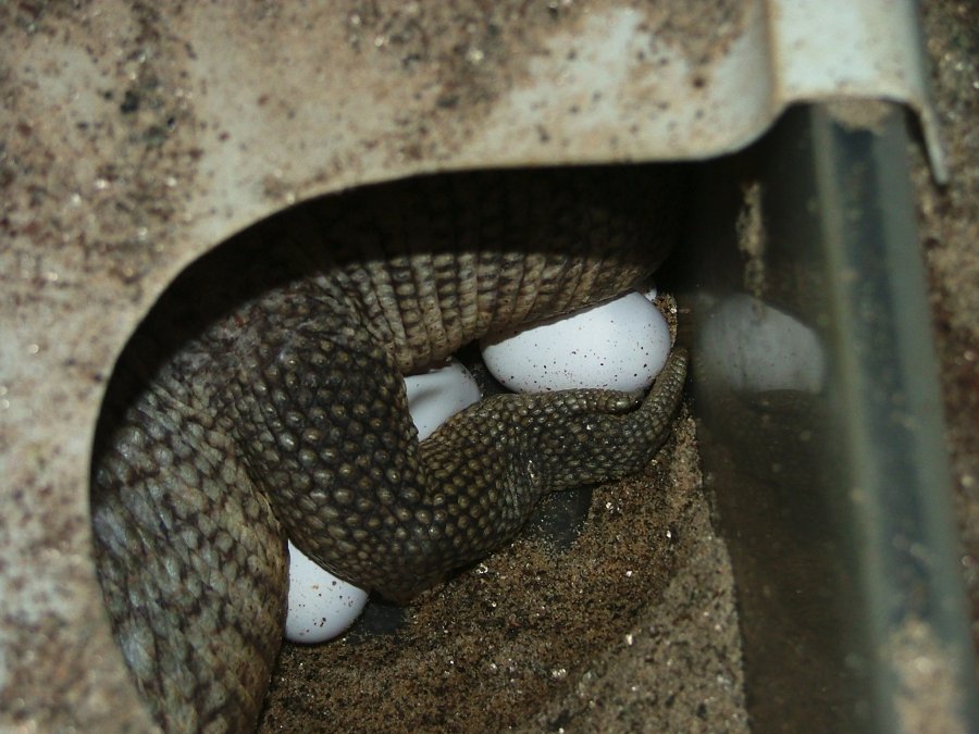 Bosc/Savannah Female Egg laying