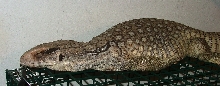 Bosc Monitor male
