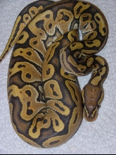 Orange Ghost Female