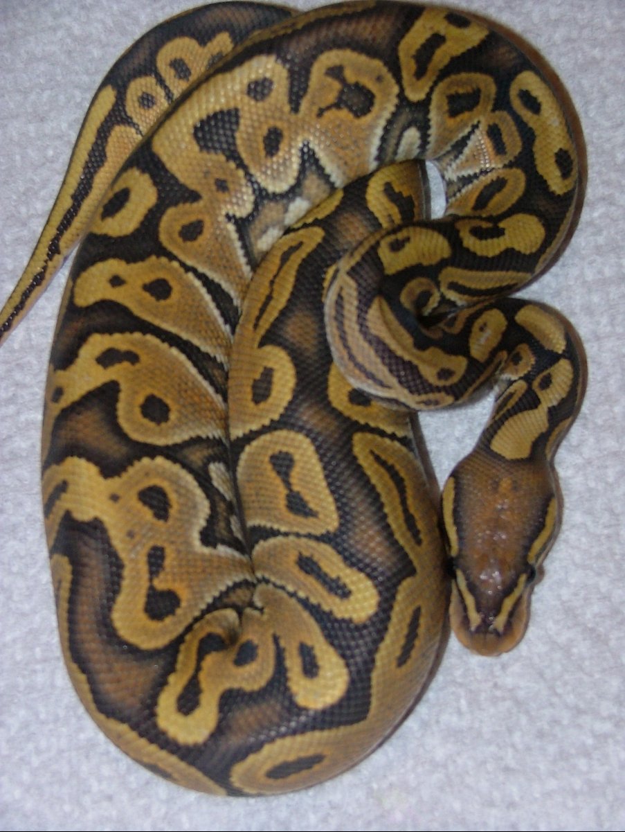 Orange Ghost Female