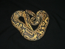 Orange Ghost Female