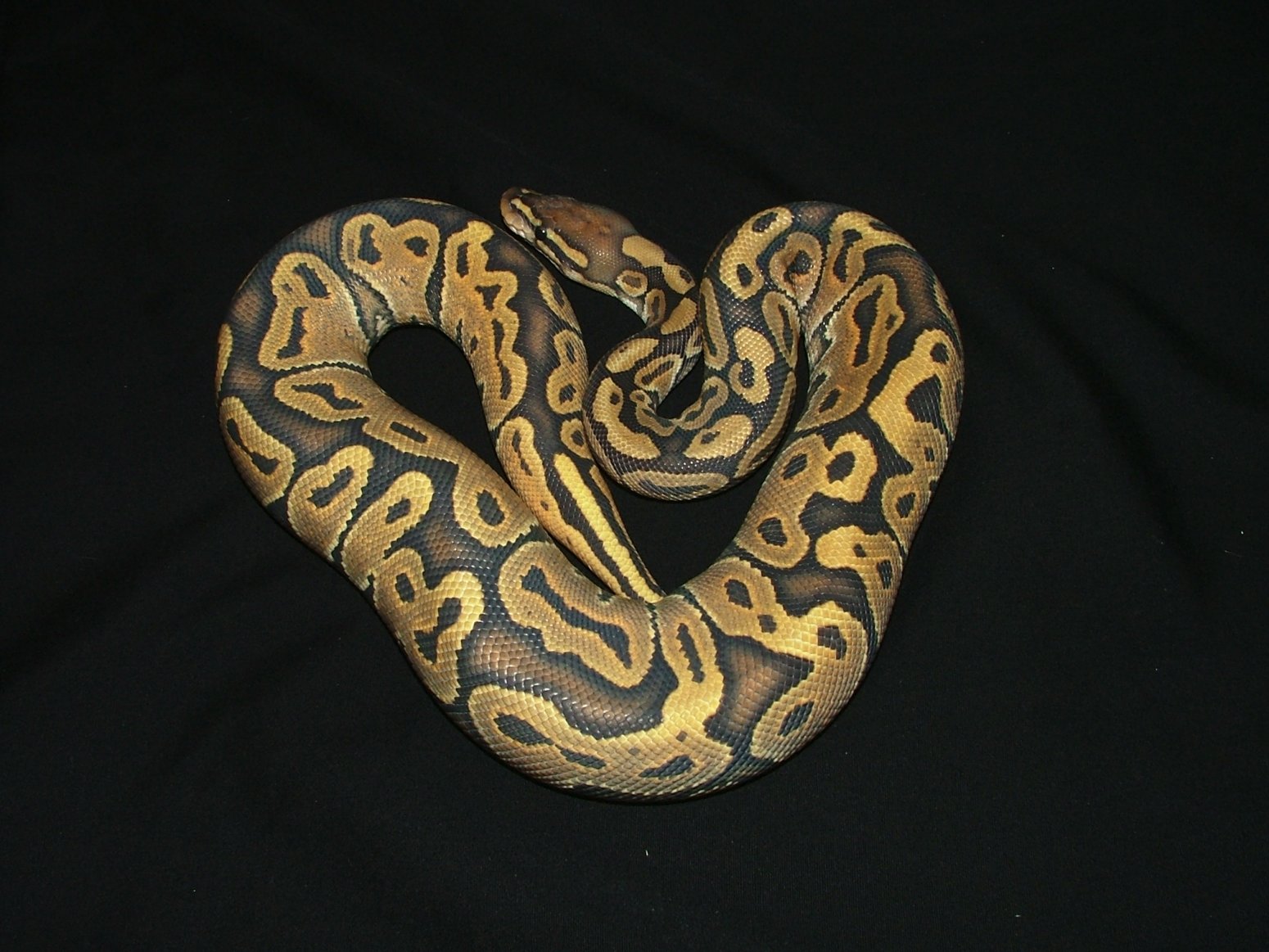 Orange Ghost Female