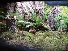 MY FROG TANK