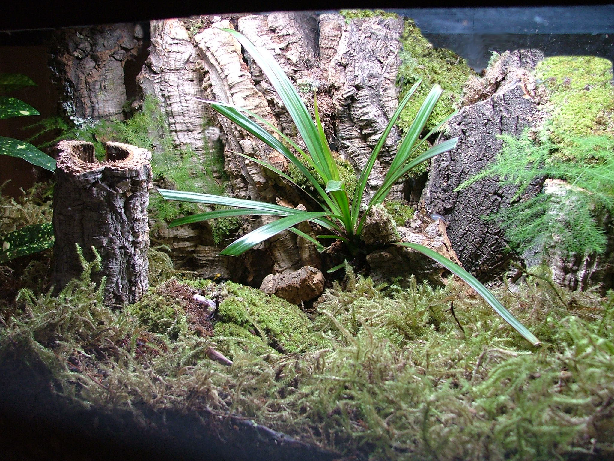 MY FROG TANK