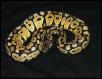 Pastel Male