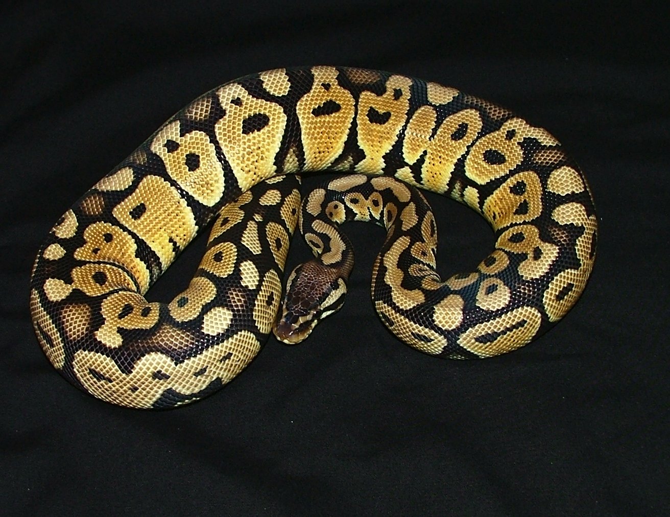 Pastel Male