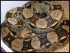 Red Tail Boa