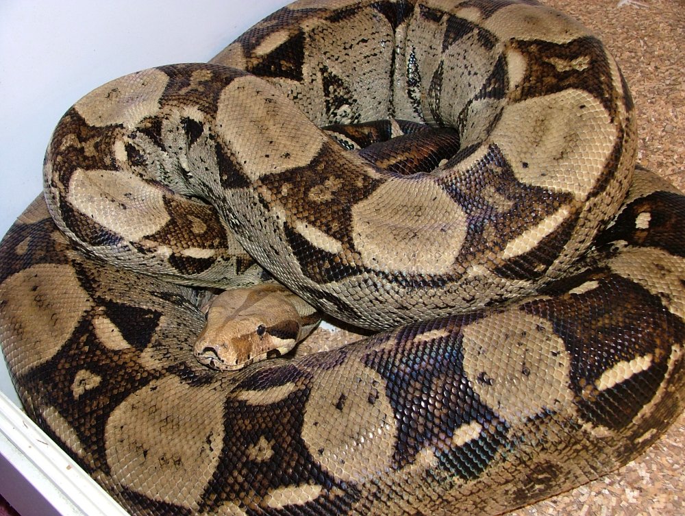 Red Tail Boa