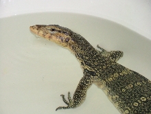 Water Monitor