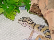 Billberry