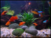 Tropical Fish