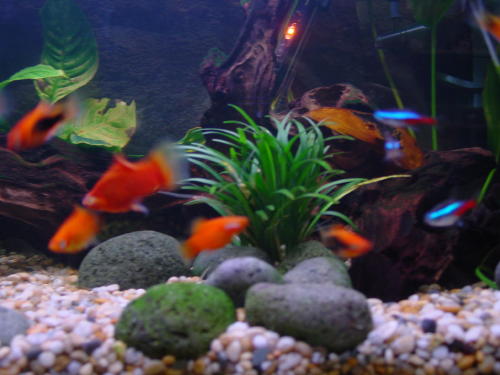 Tropical Fish