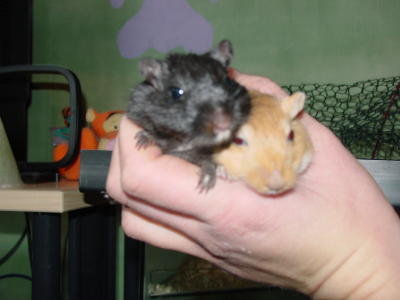 gerbils