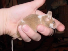 mouse