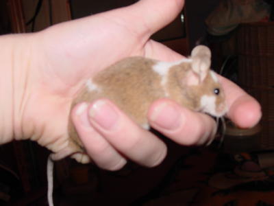 mouse