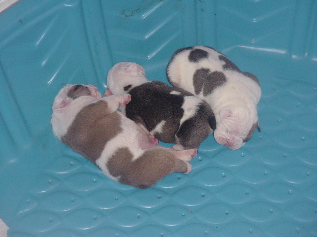 Bulldog Puppies