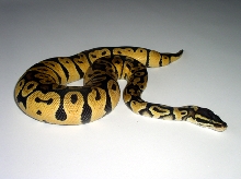 Male Bell Line Pastel