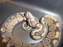 Skinhead Ball Python