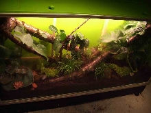Uberish Viv