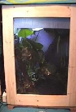 White Tree Frog viv.