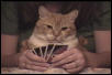 Cat Playing Uno