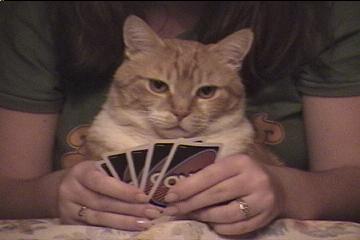Cat Playing Uno