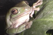Jade :D