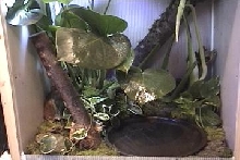 Inside White Tree Frog viv.