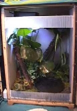 Open Door on White Tree Frog viv.