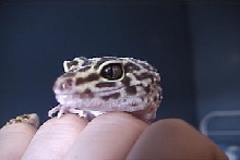 Zora Up Close