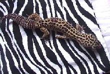 Zora On Zebra Print