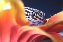 Zora In A Sunflower