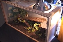 The Giant  New Enclosure!