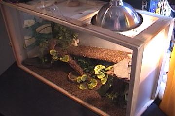 The Giant  New Enclosure!