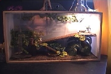 The Giant  New Enclosure!