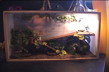 The Giant  New Enclosure!
